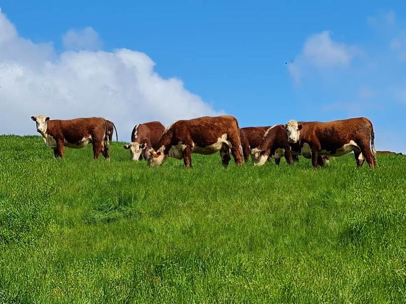 Hereford cattle grazing a green hillside