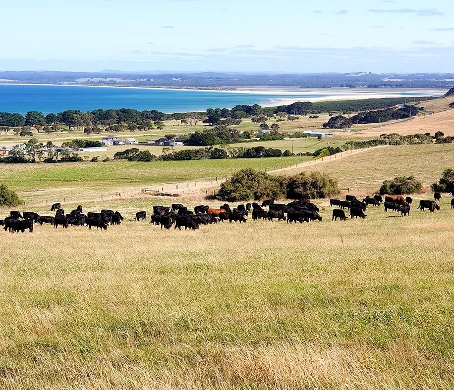 Cattle on pasture in late light
